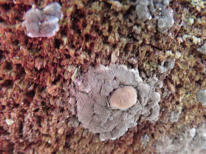 photo：粘菌休眠中か他の菌類か：大峰山