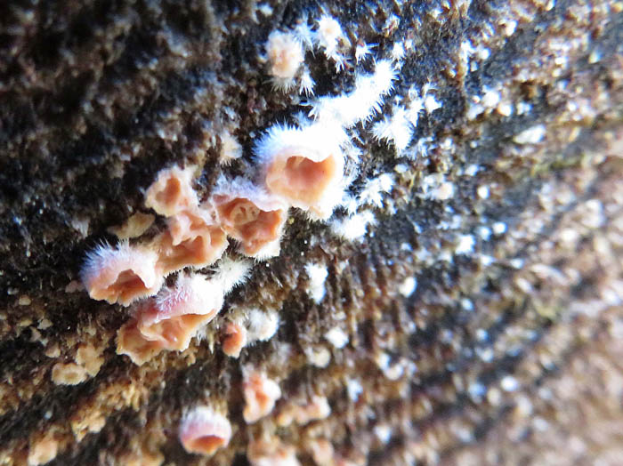 photo：キノコか粘菌か：大峰山