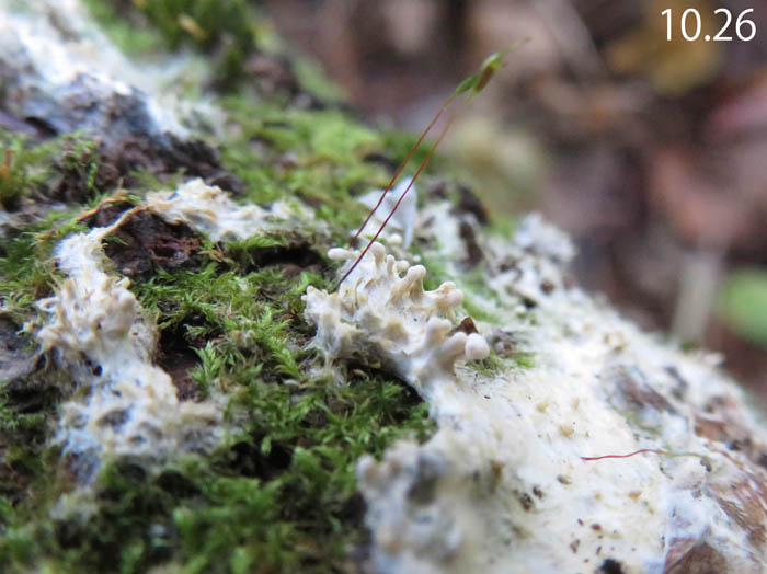 photo：苔についているのはカビか粘菌か：地附山