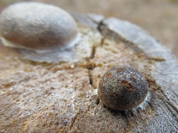photo：粘菌　ドロホコリ：地附山