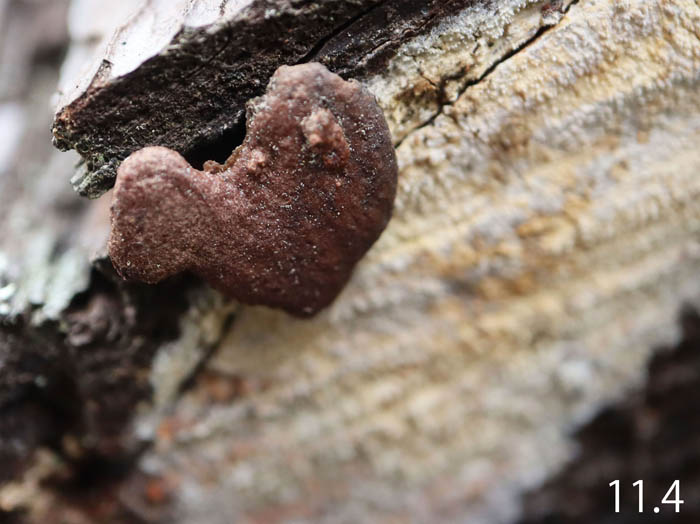 photo：粘菌　アカハシラホコリ：地附山