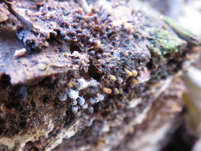 photo：粘菌変形中か：地附山