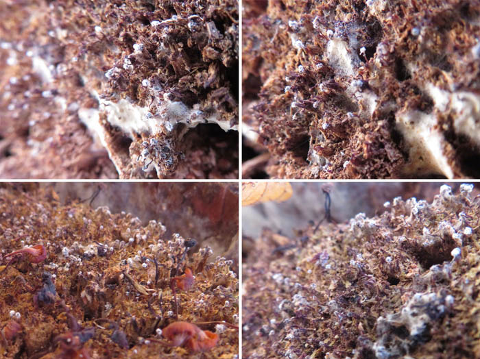 photo：粘菌についている白いカビ?：地附山