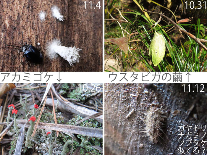 photo：昆虫か植物か菌類か,ウスタビガの繭：地附山