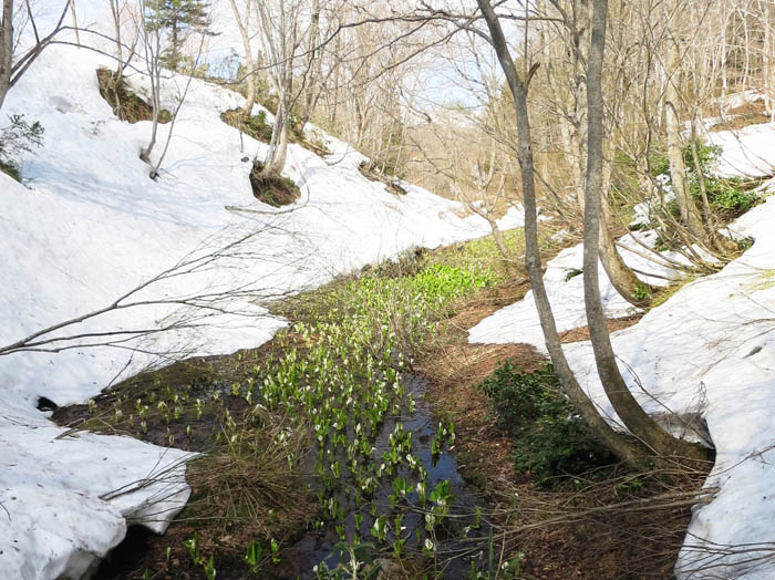 写真3沢一面の水芭蕉・斑尾高原