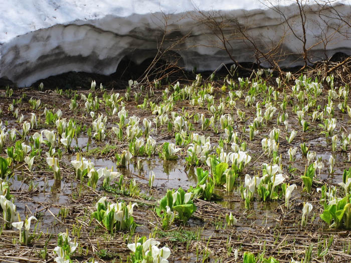 写真9雪の下から水芭蕉