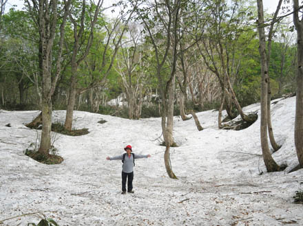 写真10残雪の森：袴岳