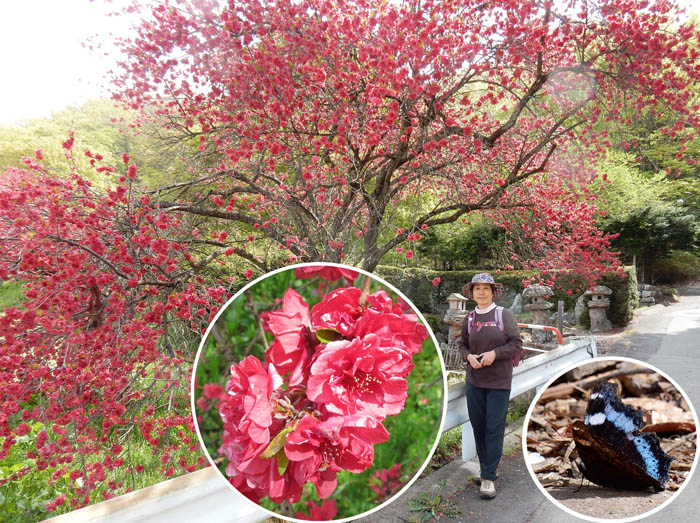 photo3岩松院の赤い桜とルリタテハ