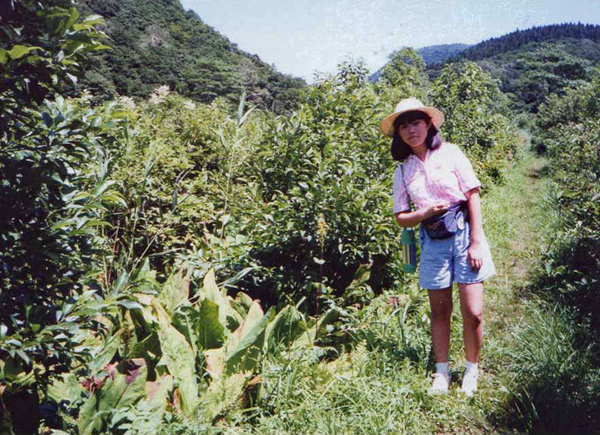 写真・お化け水芭蕉1992年