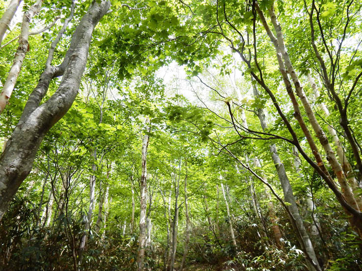 ゲレンデ脇とは思えない深い森：焼額山