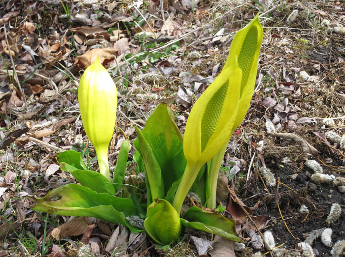 1黄色い水芭蕉