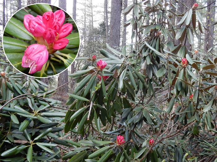 23アズマシャクナゲ：戸隠森林植物園