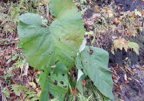 写真・オヤマボクチの葉