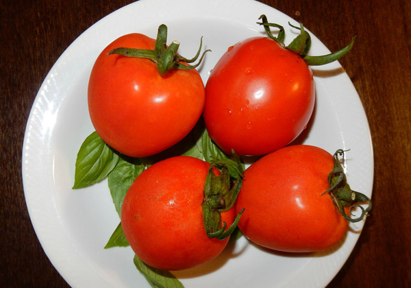 写真・完熟トマト