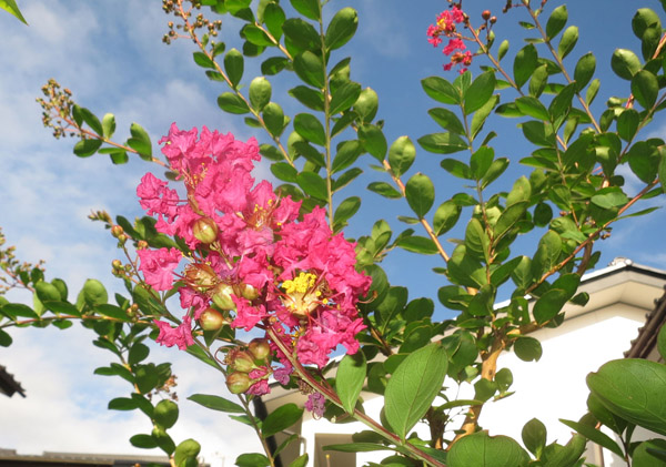 写真・サルスベリの花