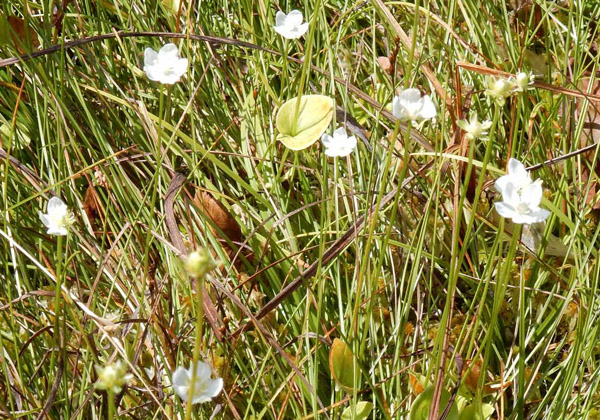 写真・カヤの平北ドブ湿原に咲くウメバチソウ