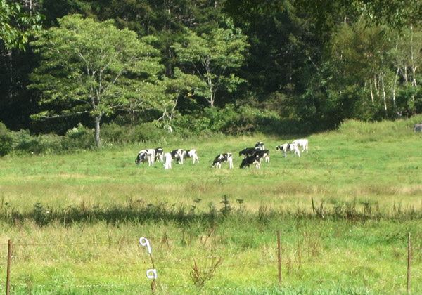 写真・牧場の牛
