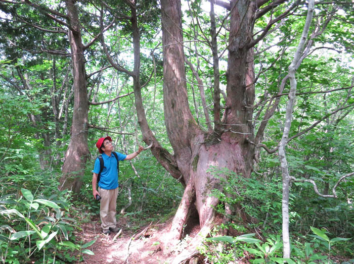 写真13これがねずこ