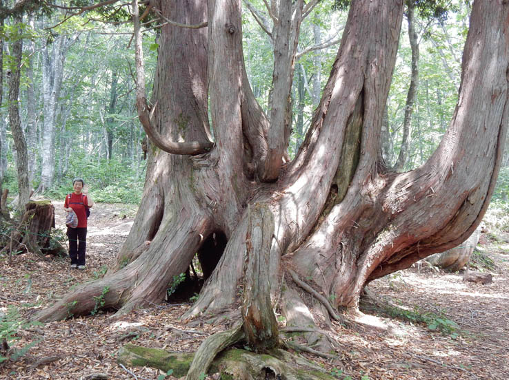 写真20巨大ねずこ