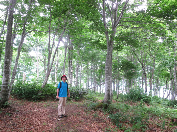 写真3山頂のブナ林