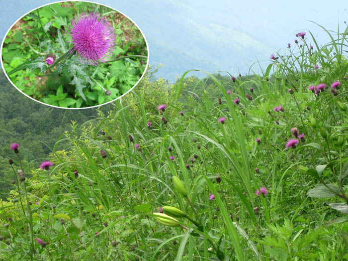 写真4アザミのお花畑