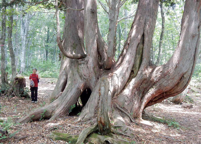写真・ネズコの巨木