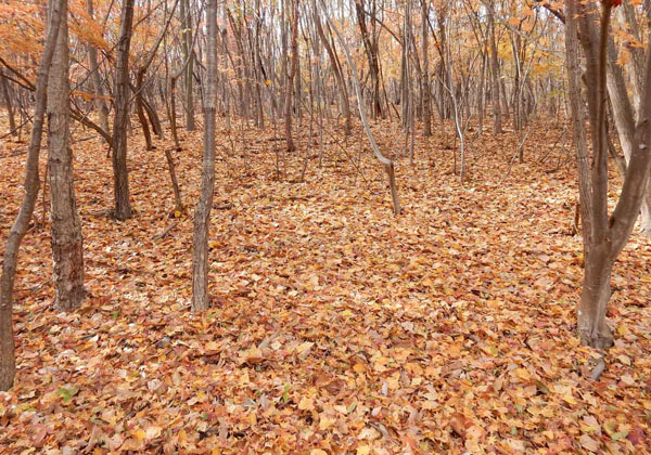 写真・地附山・葉はほとんど落ちて森は落ち葉でいっぱい