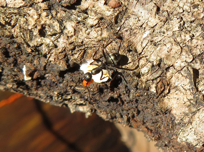 ホコリの未熟子実体を抱えて運ぶ蟻