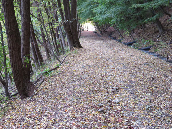 photo：落ち葉で染まる山道：地附山