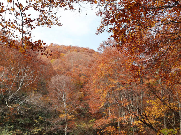 photo：燃えるような紅葉：黒岩山