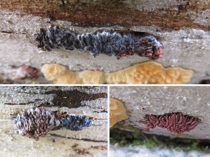 photo：粘菌ムレウツボホコリ？：地附山
