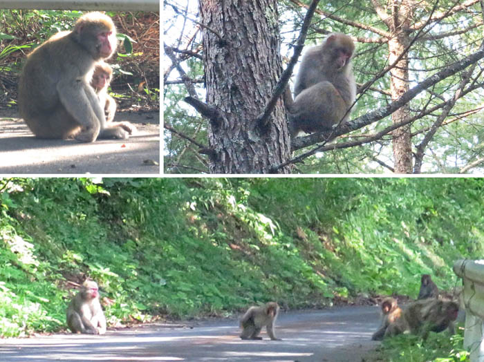 photo 3道路で食事中のサル
