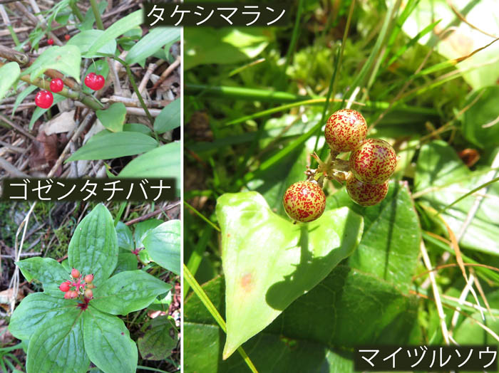 photo9実になって来た草花タケシマラン,ゴゼンタチバナ,マイヅルソウ