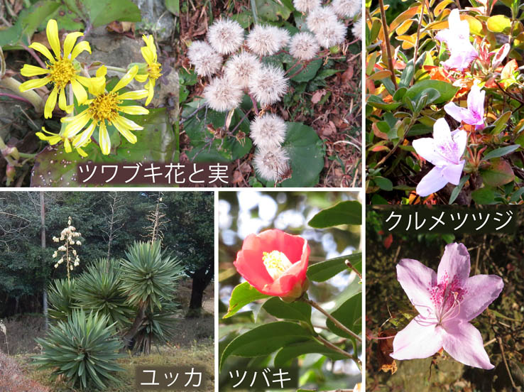 photo6眉山に咲く冬の花,ツワブキ,クルメツツジ,ユッカ,ツバキ