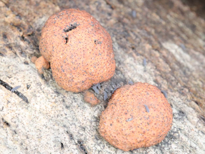 photo：粘菌ジュラドロホコリ：三登山