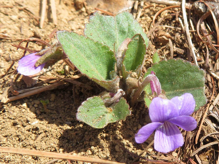 photoアカネスミレか