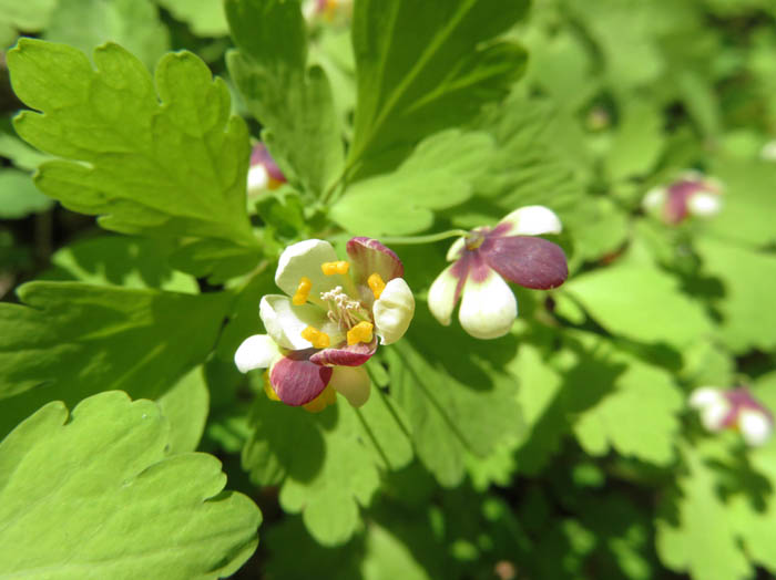 photoアズマシロカネソウ