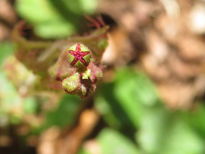 photoコシノチャルメルソウ