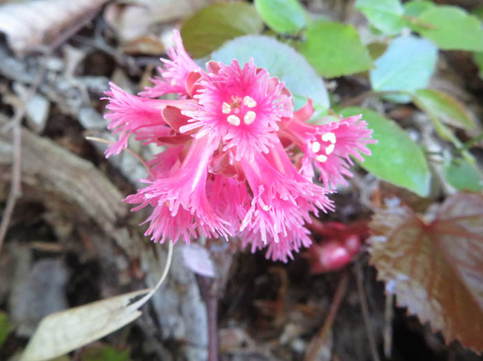 photoオオイワカガミ