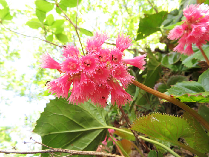 photoオオイワカガミ