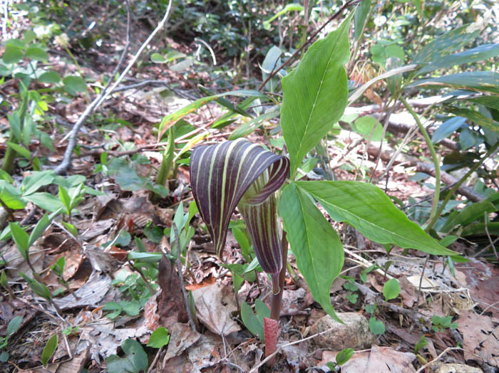 photoヒロハテンナンショウ