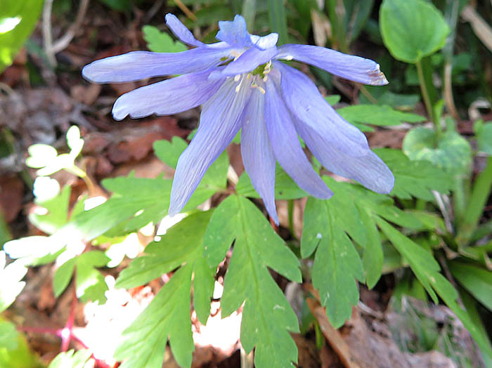 photoキクザキイチゲ