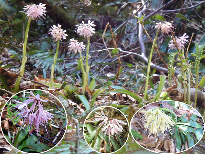 photoショウジョウバカマ