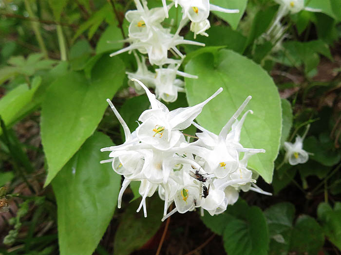 photoトキワイカリソウ