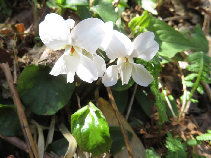 photoシロバナスミレサイシン