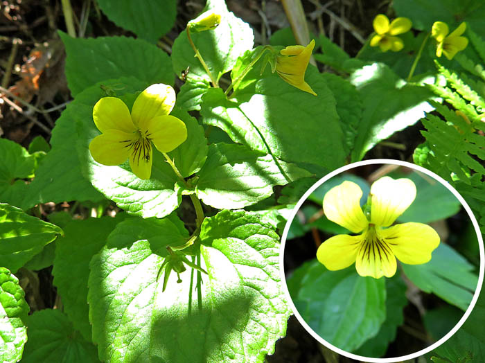 photoオオバキスミレ