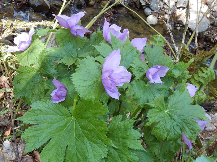 photoシラネアオイ