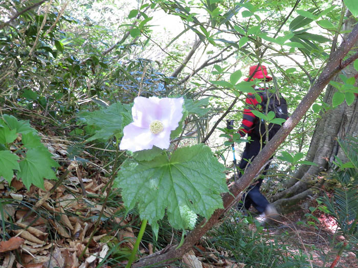 photoシラネアオイ