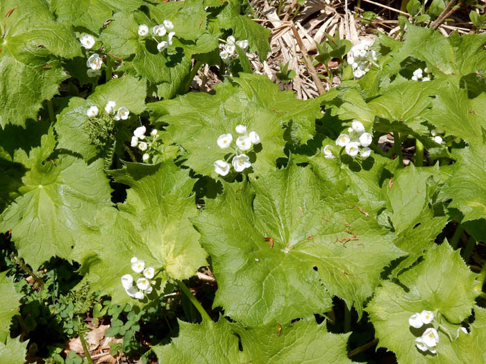 photoサンカヨウ