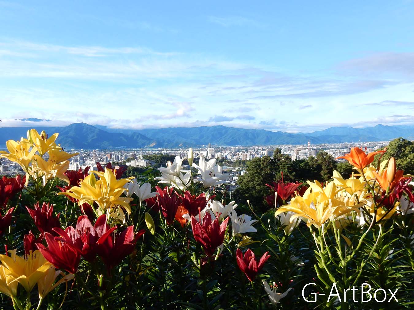 photo・ユリの花と長野市
